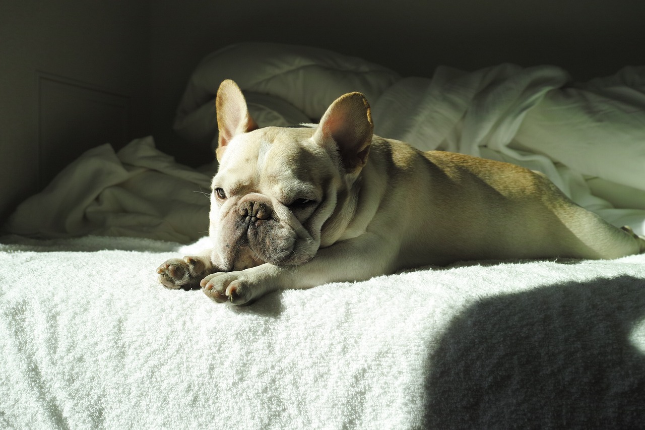 A Guide to Understanding the French Bulldog’s Personality